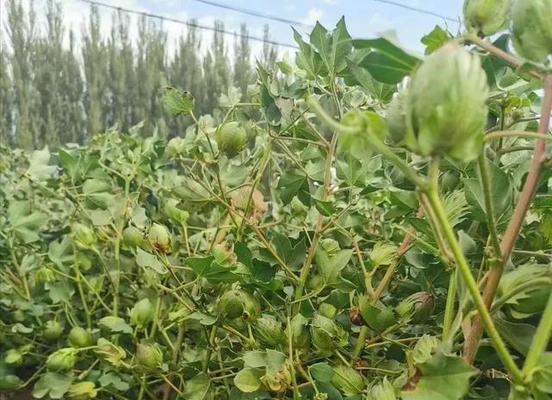 棉花肥料使用指南（选对肥料）