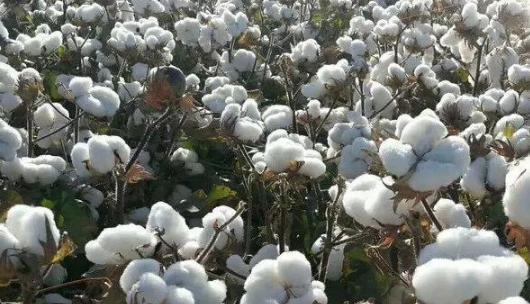 棉花的生长周期与收获时间（探究棉花成熟的过程及影响因素）