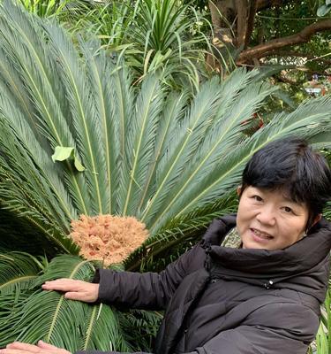 铁树开花的奇迹（探秘铁树开花的过程及象征意义）