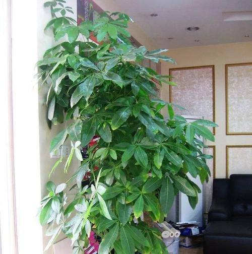 招财树花语（寓意深远）