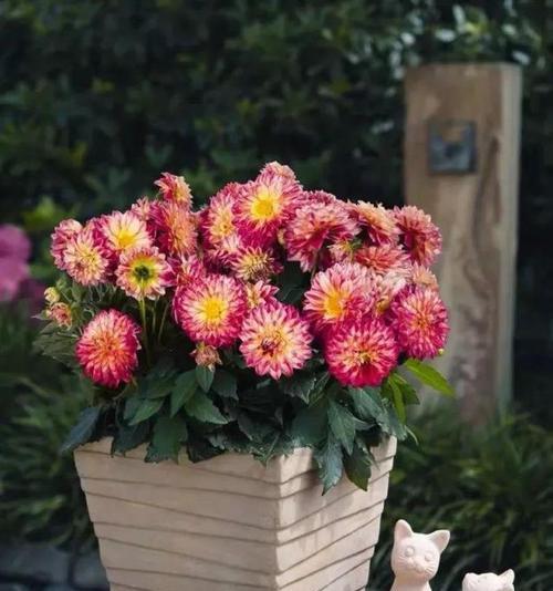 五种代表友谊的花，你都了解吗（探索友谊之美）