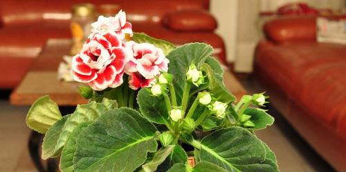 植物代表生肖的象征意义（以植物为媒介）