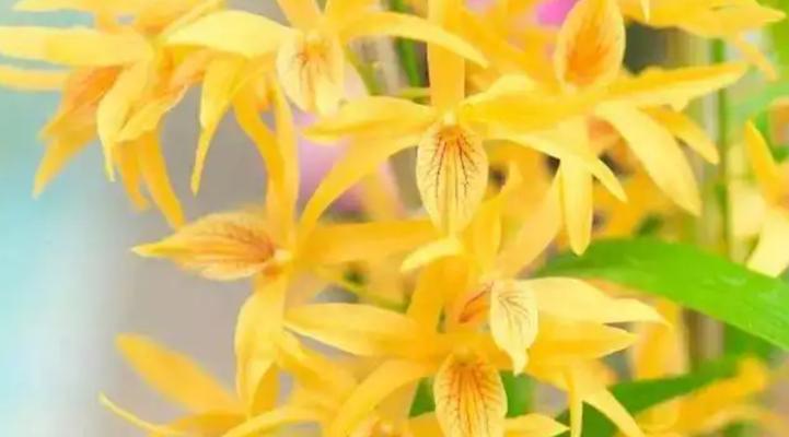 以肿节石斛的花语与含义（传递爱与美的灵感——以肿节石斛的花语探究）