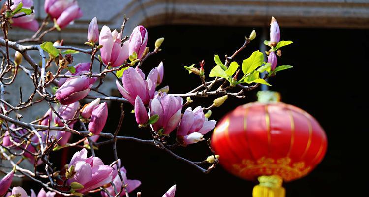 探寻珠海市花的美丽与象征（珠海市花的传奇故事与文化底蕴）