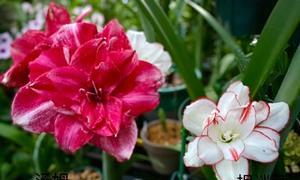 朱顶红的花语与传说（走进朱顶红的花海）