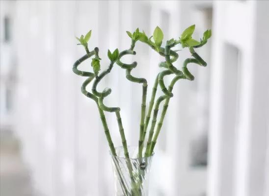 竹子花语与代表意义（探索竹子的深刻寓意）
