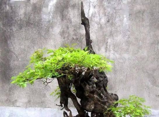 黄荆盆景的风水寓意——繁荣昌盛（揭秘黄荆树的风水之道）
