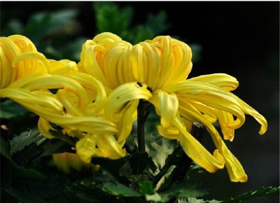 黄菊花（黄菊花的花语与意义）