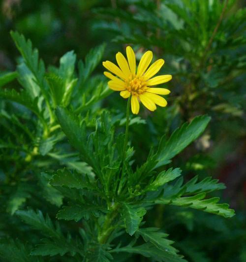 以黄菊花代表的象征意义（黄菊花的美丽寓意与文化背景）