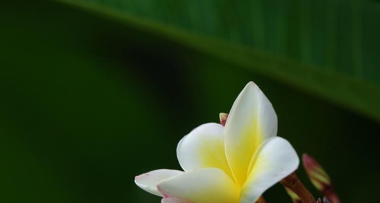 鸡蛋花（鸡蛋花的花语和寓意及其美丽的独特之处）
