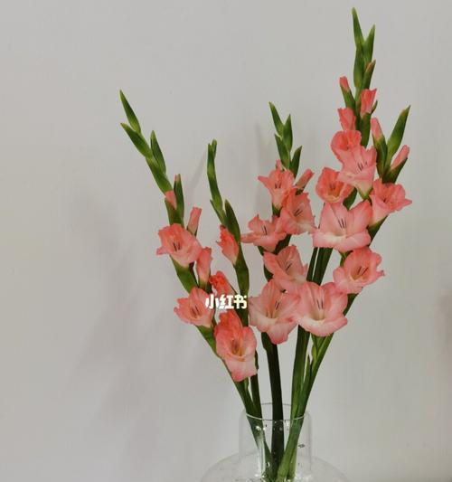 剑兰的花语和寓意——坚韧、尊贵、美丽的象征（剑兰——力量与高贵并存的花卉）