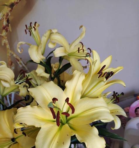 金百合花的花语与寓意（金百合的美丽与意义及其相关传说）