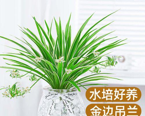 以金边吊兰的寓意与象征风水解密（探索金边吊兰的吉祥之道）