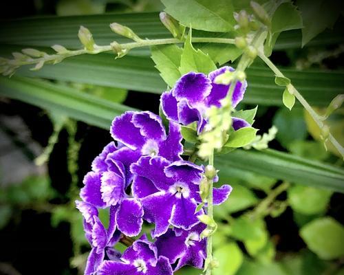 金露花的花语和寓意（绽放秋日的美丽与希望）
