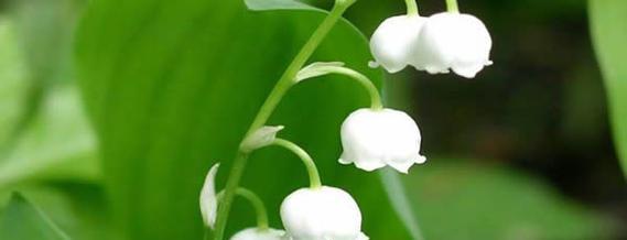 晋江市花白兰花的象征意义及其文化传承（白兰花）