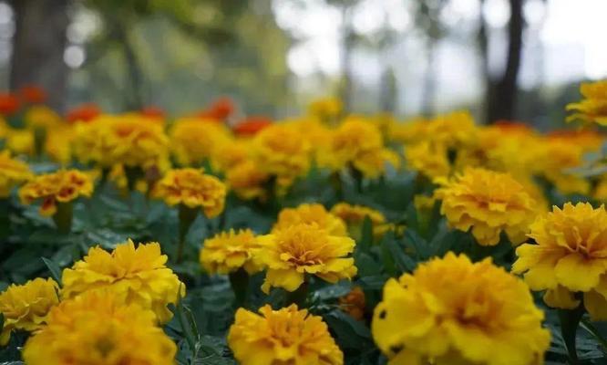 以菊花代表十二生肖的象征意义（十二生肖与菊花的奇妙联系）