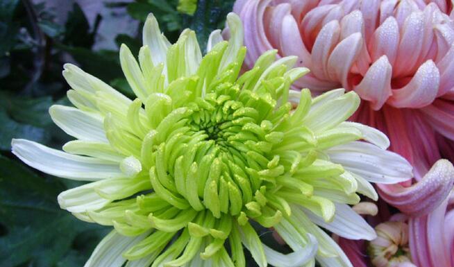 菊花的花语与寓意（探寻菊花所象征的意义与价值）