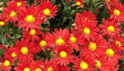 小菊花的花语及象征意义（探索小菊花所代表的情感与寓意）