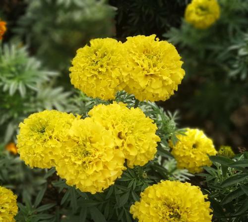 菊科植物的特征及分类（探索菊科植物的形态）