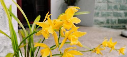 兰花的花语与象征意义（兰花美丽之外的深刻内涵）