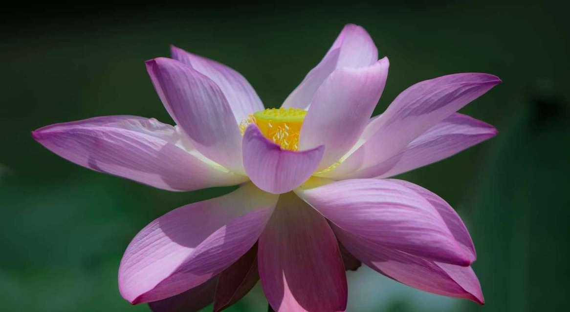 莲花的象征意义及寓意（莲花的美丽与坚韧）