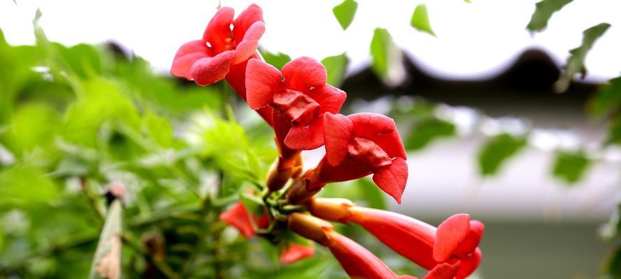 凌霄花风水之寓意与作用（凌霄花风水解读——迎福招财）