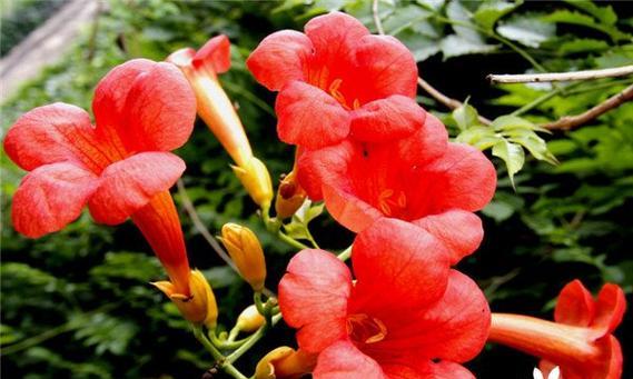 凌霄花（探寻凌霄花的美丽之谜）