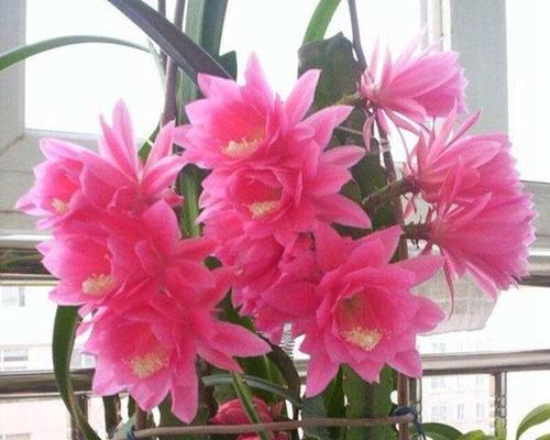 令箭荷花的花语与寓意（探索令箭荷花的神秘语言与深层寓意）