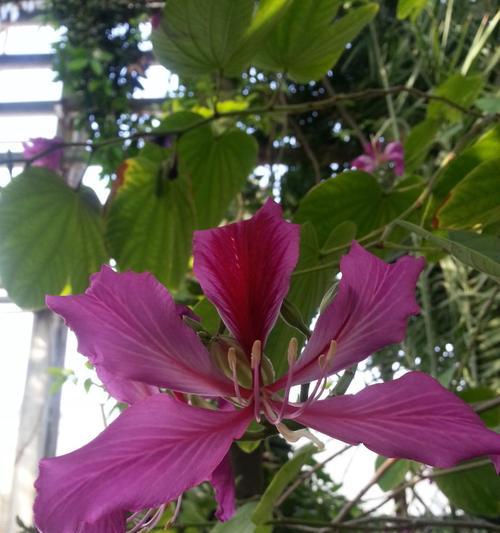 柳州市花洋紫荆的象征与寓意（探寻柳州市花洋紫荆背后的文化意义）