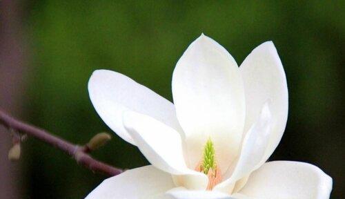 龙眼之花（揭示龙眼花语的深层寓意）