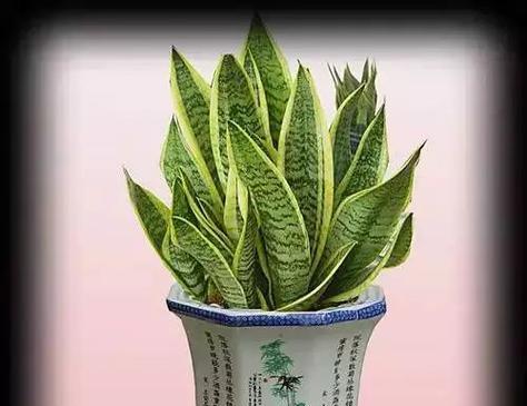 芦荟的寓意与象征风水（芦荟的五大象征意义和风水应用）