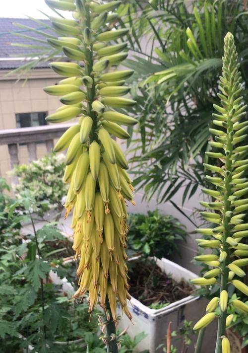 芦荟开花的神奇之美（探寻芦荟开花的奇妙过程与象征意义）
