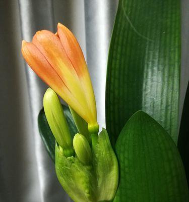 长春市花君子兰的花语寓意与魅力（揭开长春市花君子兰的神秘面纱）