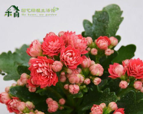 送女朋友长寿花，传达长久的爱意（长寿花代表着永恒的情感和美好的祝福）