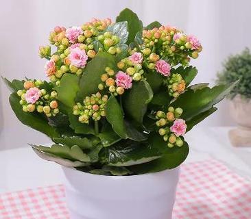 长寿花的象征与寓意（探寻长寿花的文化内涵）