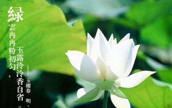 绿菊花的花语与寓意（揭秘绿菊花的象征之美与文化内涵）