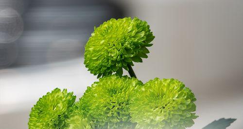 绿色菊花的象征意义及文化传承（揭秘绿色菊花背后的意蕴与寓意）