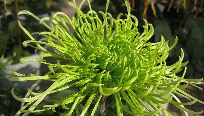 绿色菊花的花语及其代表的意义（解读绿色菊花的神秘语言）