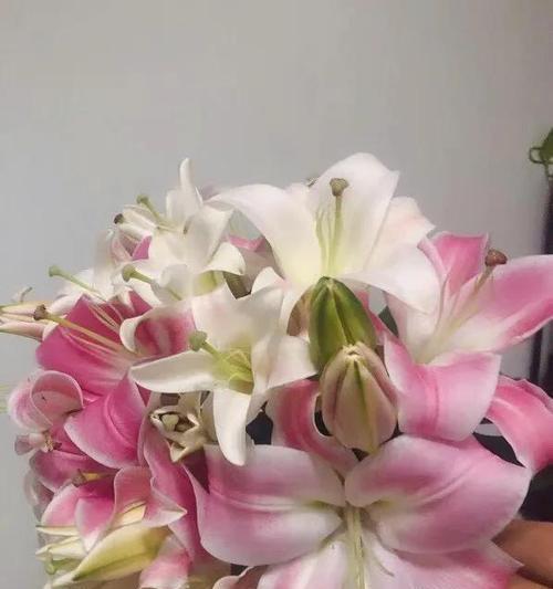 罗宾百合花语的深层意义（探索罗宾百合的象征和情感表达）