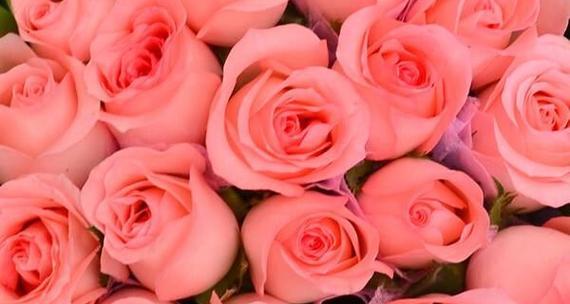 玫瑰花花语及代表意义（探寻玫瑰花的浪漫之语）