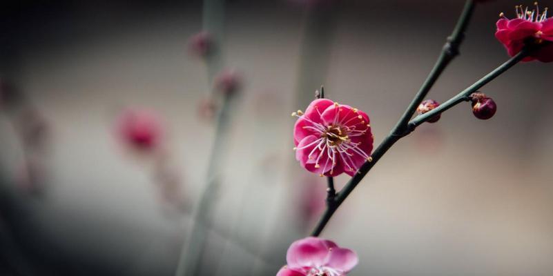 梅花之语（梅花之语）
