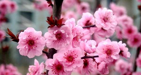 梅花的花语与代表意义（深寒中绽放的坚强）