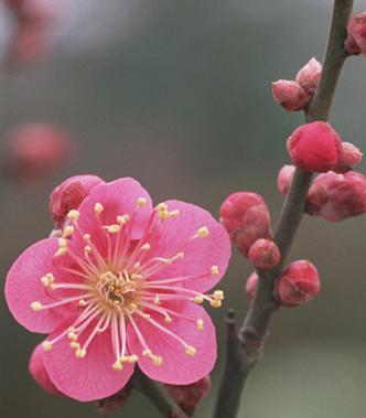 梅花花语及其深刻的代表意义（梅花）