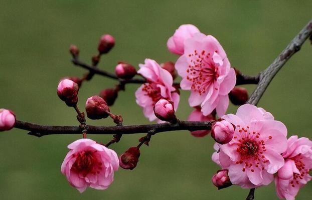 梅花花语的寓意与象征（解读梅花的美丽与坚韧）