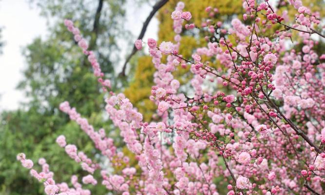 梅州的市花——梅花的象征寓意（品味梅州市花梅花的千古意蕴）