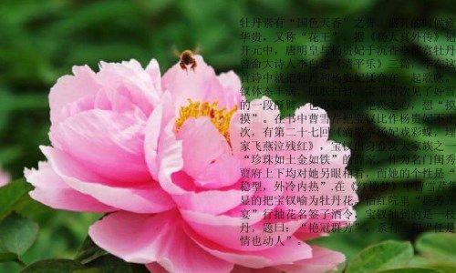 牡丹吊兰花语与代表意义（探寻牡丹吊兰的神秘语言与象征意义）