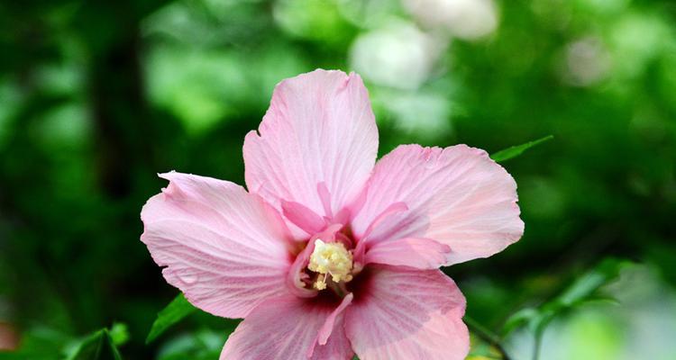 木槿花（传承与希望的花朵）