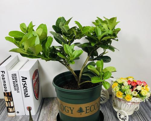 柠檬的象征意义与文化内涵（酸甜苦涩之间）