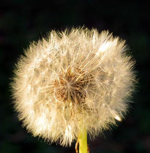 蒲公英花的象征意义及寓意解读（探寻蒲公英花的花语与美好寓意）