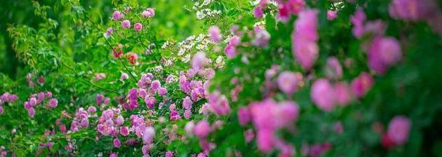 蔷薇花（传递情感的鲜花之选）